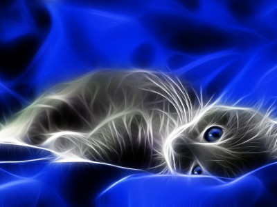 3D Pretty Cat Background Wallpaper