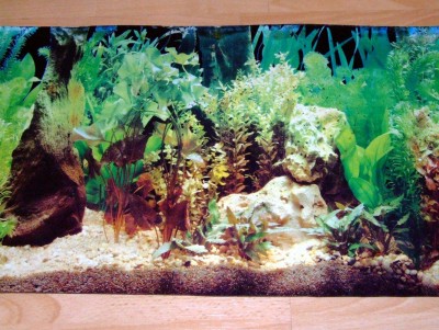 Aquarium Scene Background Wallpaper