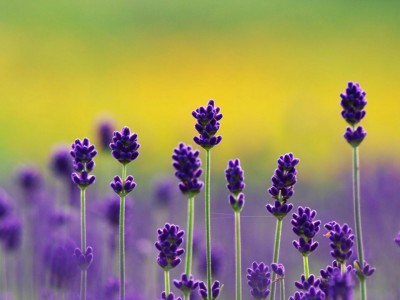 Beautiful Lavender Fields Background Wallpaper