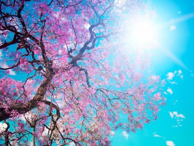 Beauty Spring Free PPT Backgrounds for your PowerPoint ...