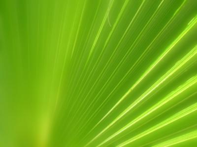Green and white lights Background Wallpaper
