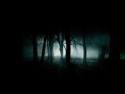 Dark Rainforest Background Wallpaper