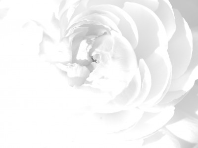 Floral White Rose Background Wallpaper