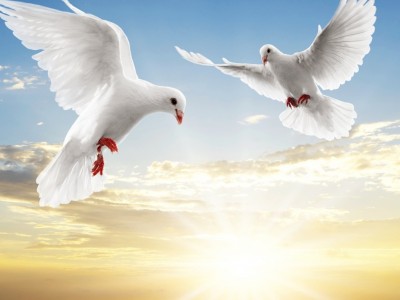 Freedom with Dove and Sunlight Background Wallpaper