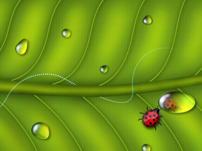 Leaf with Ladybug  Background Wallpaper