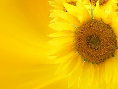 Sunflower Background Wallpaper