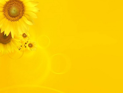 Yellow daisy frame Background Wallpaper