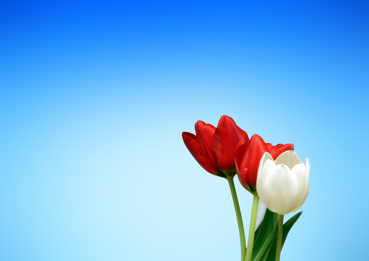 Aesthetics red white tulips spring   backgrounds