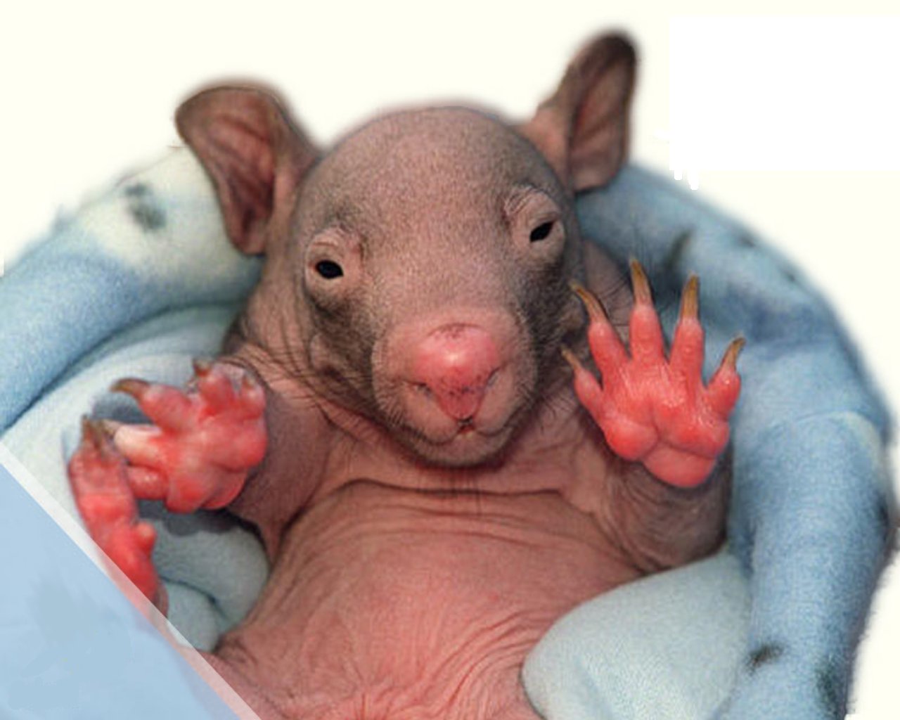 Baby Wombat backgrounds