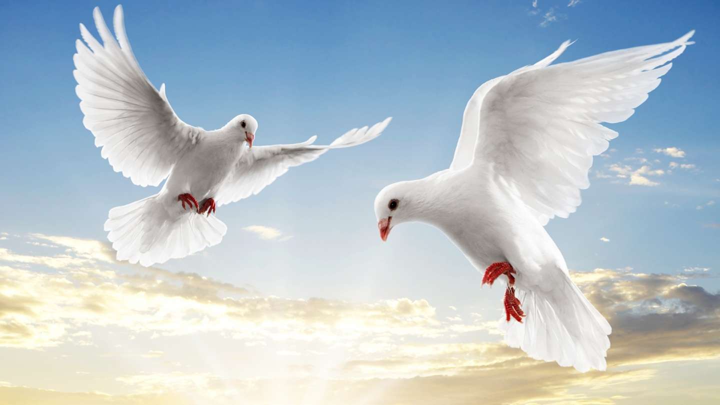 Flying white doves backgrounds