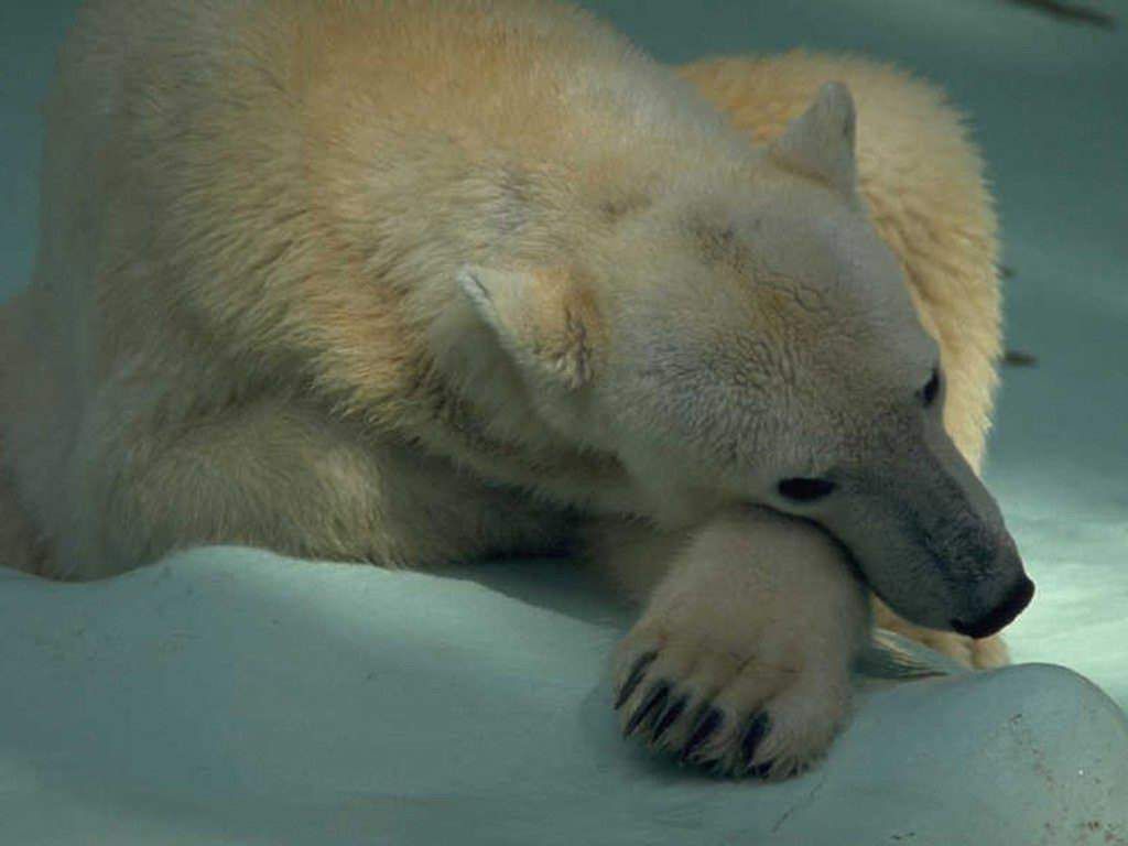 Polar Bears Napping backgrounds