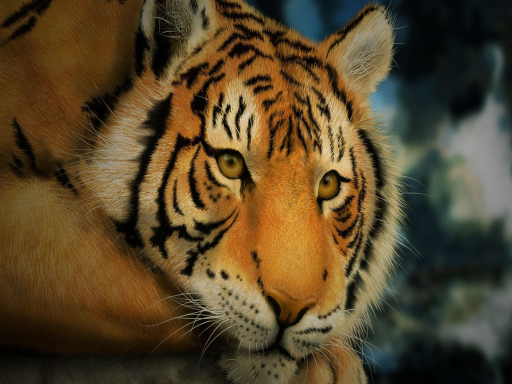 Tiger Free PPT Backgrounds for your PowerPoint Templates