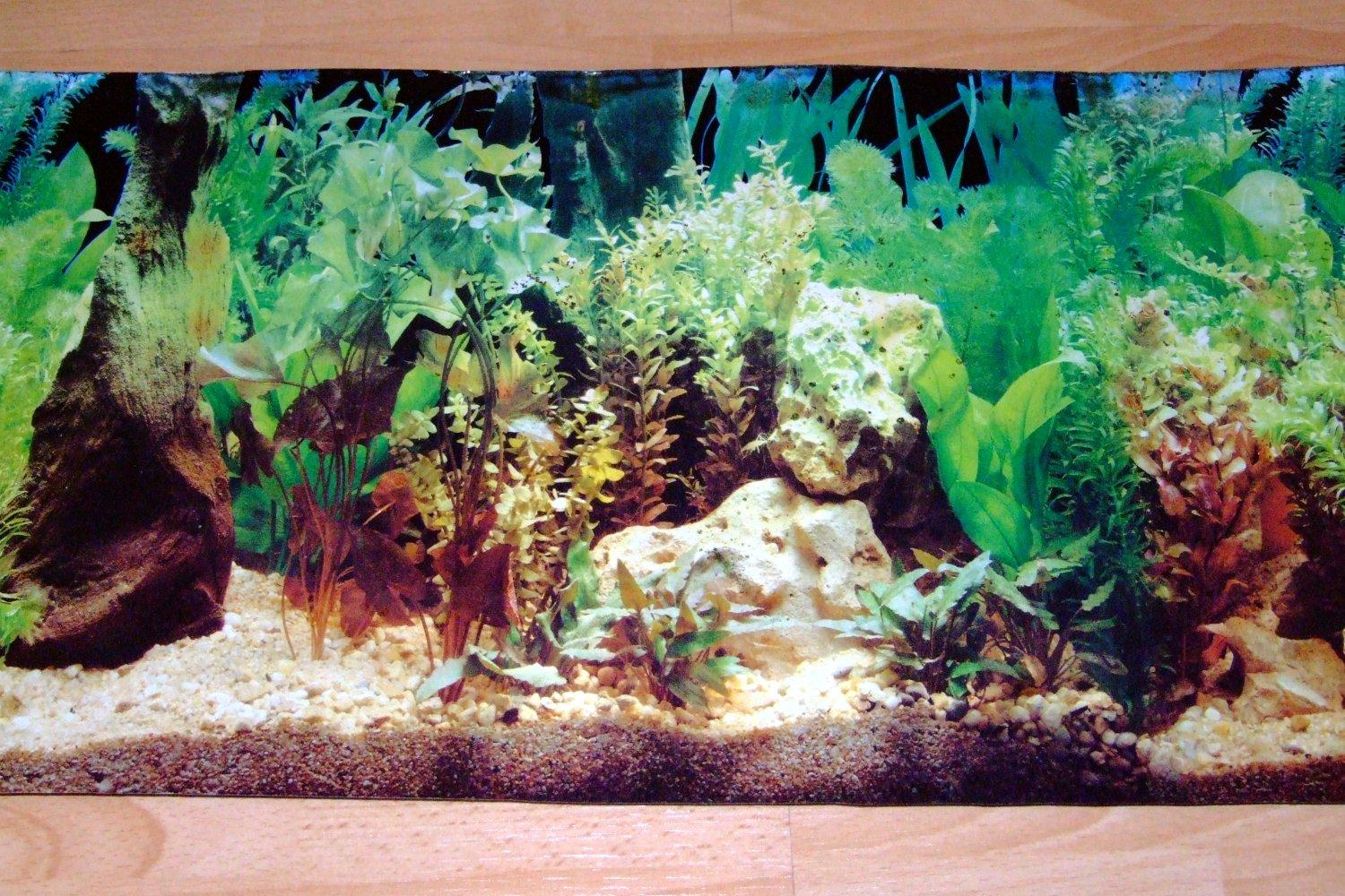Aquarium Scene backgrounds