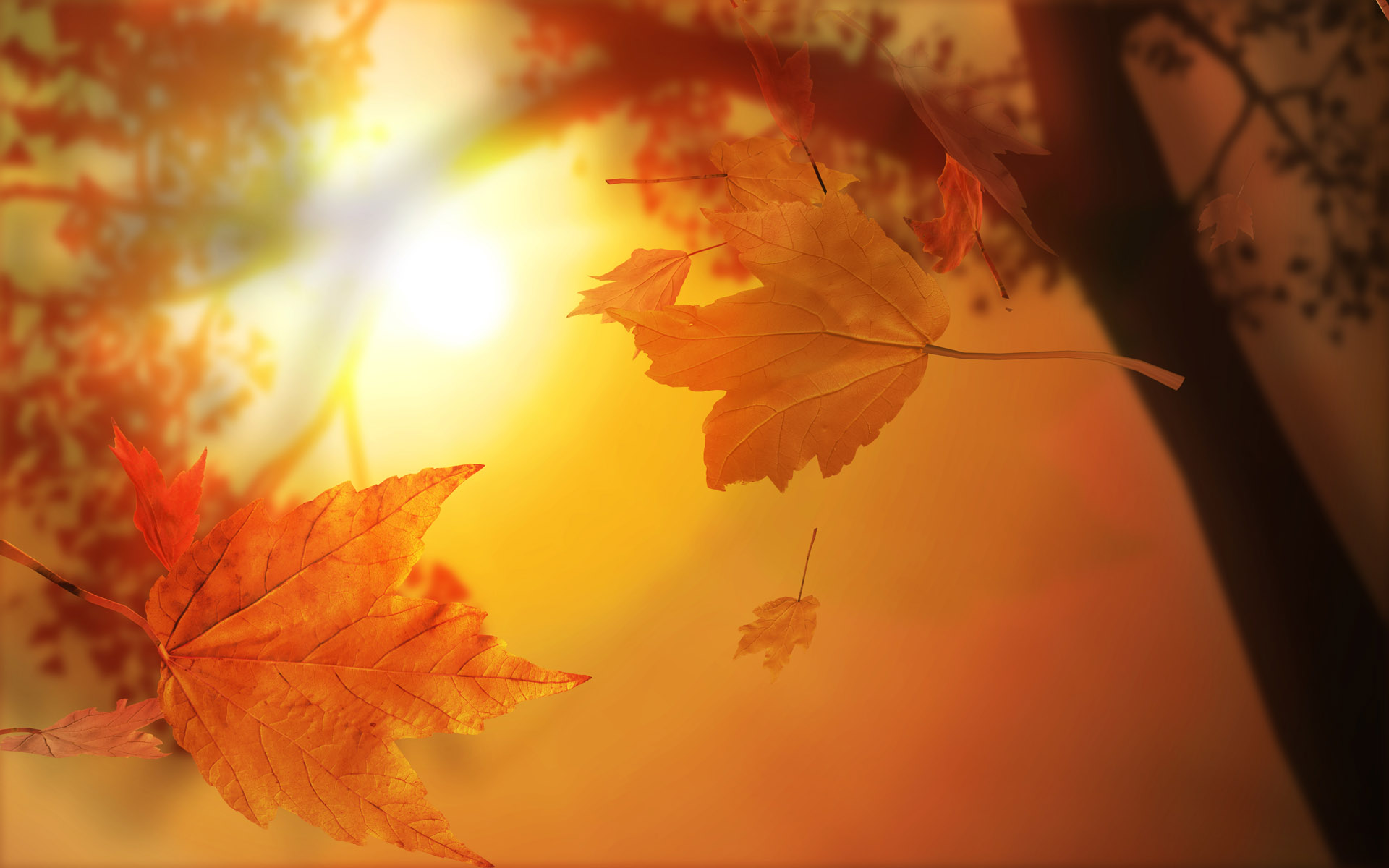 Autumn Leaves with Sunlight backgrounds