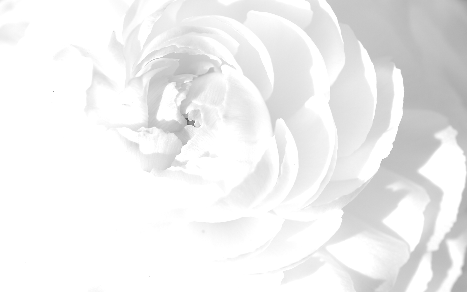 Floral White Rose