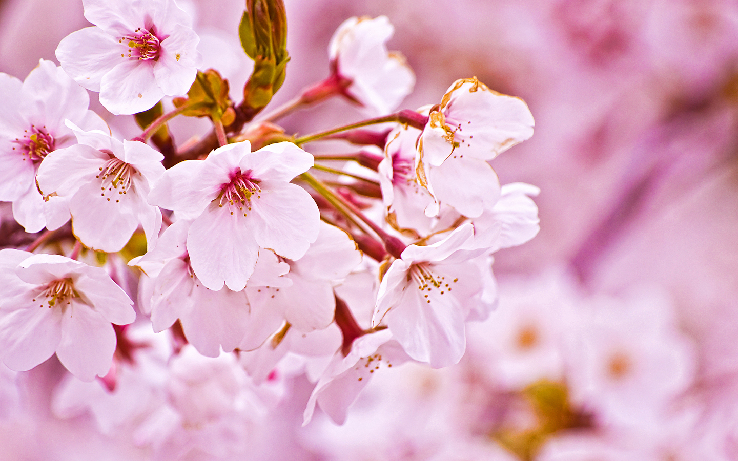 Cherry Blossom wallpapers