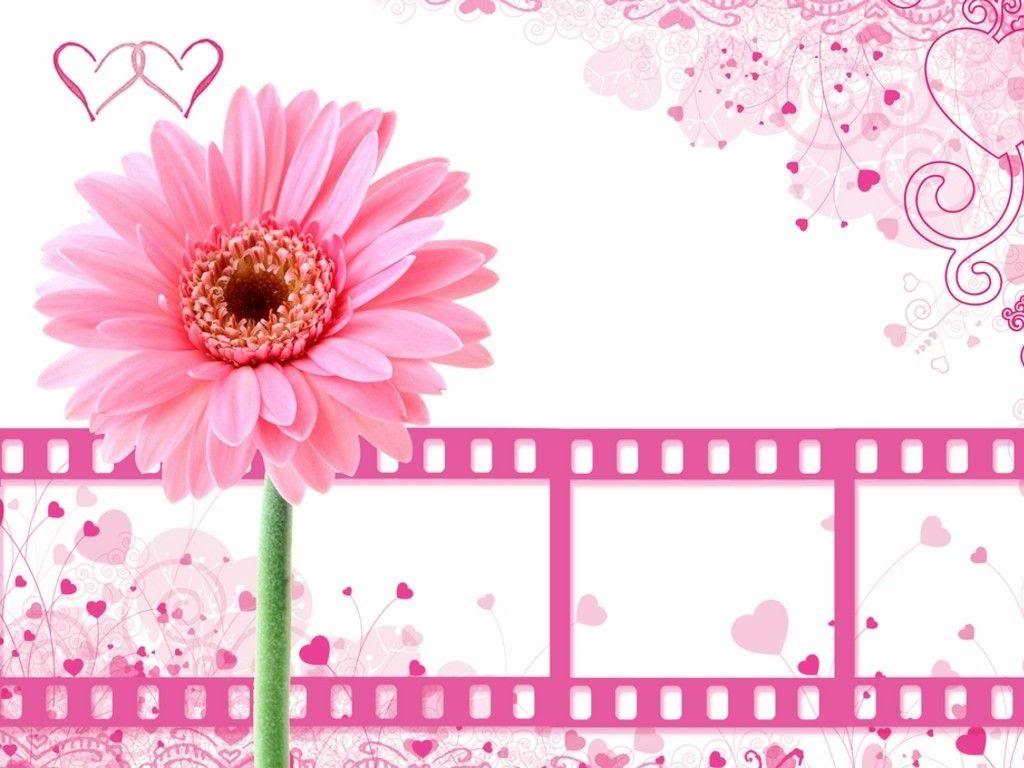 Pretty pink flower with film clips backgrounds