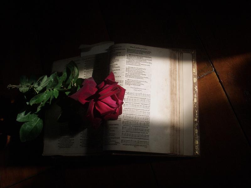 Sunlight red rose on the book 
