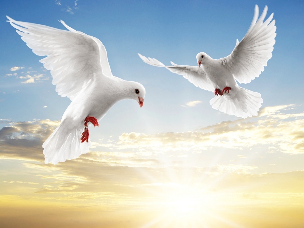 Freedom with Dove and Sunlight backgrounds