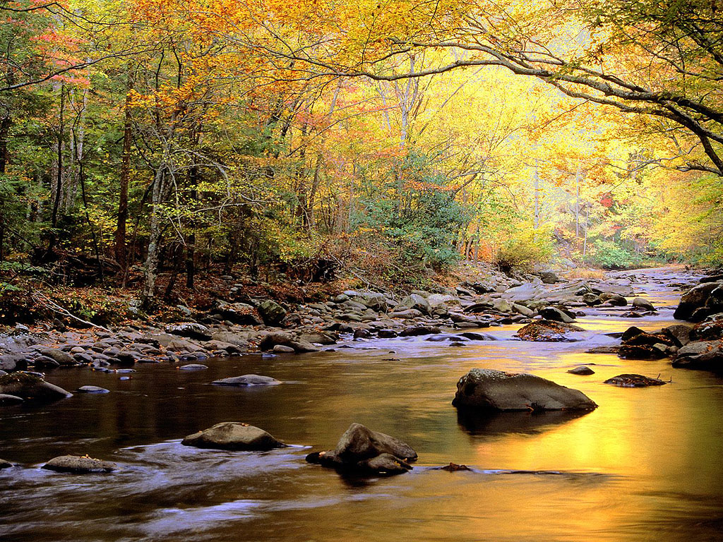 Golden Forest River Free PPT Backgrounds for your PowerPoint Templates