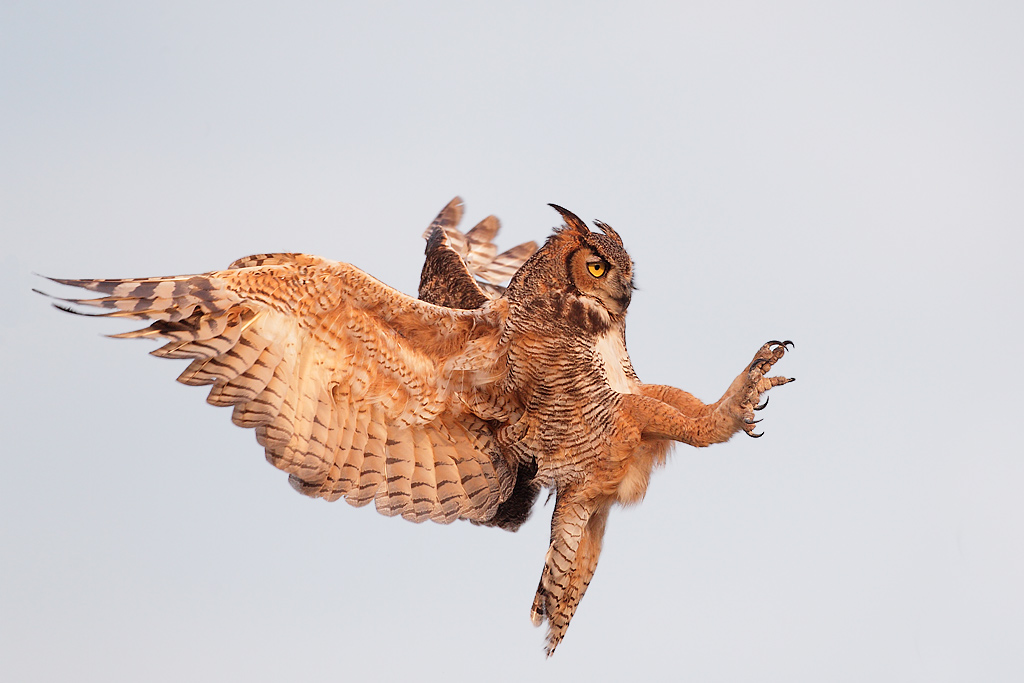 Great Horned Owl in Flight backgrounds