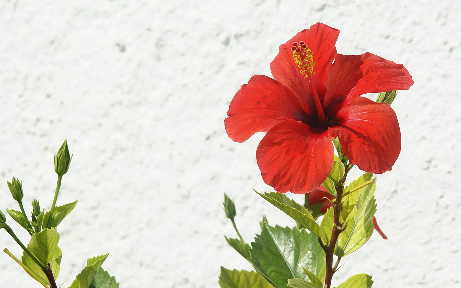 Hibiscus Flowers backgrounds