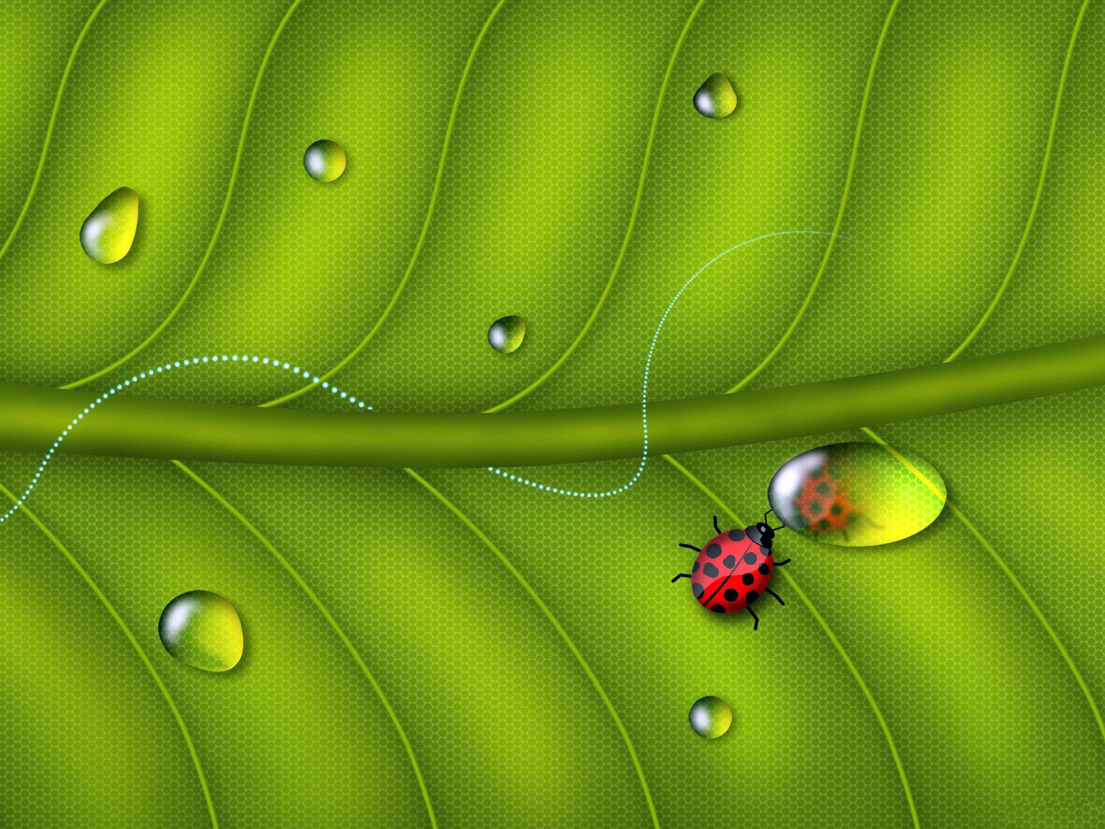 Leaf with Ladybug  backgrounds