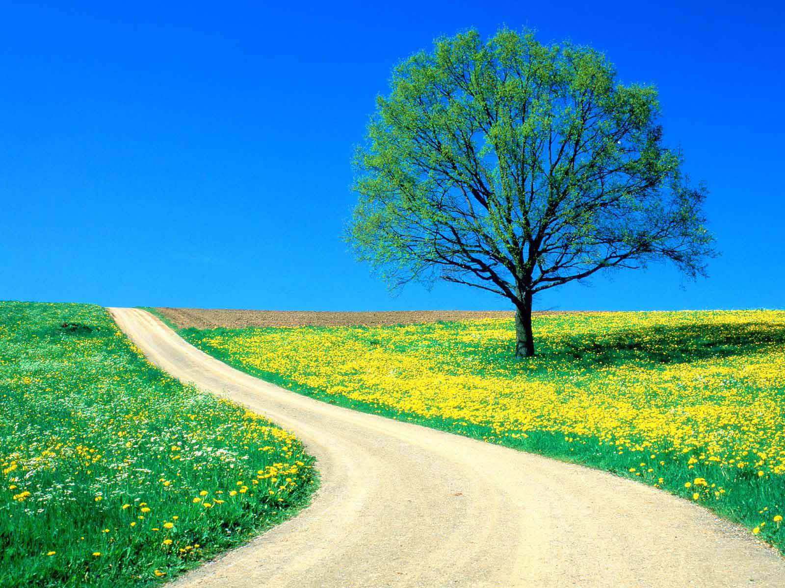 Simple Spring Nature Scene Free PPT Backgrounds for your PowerPoint